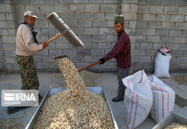 جهاد کشاورزی اردکان: پسته‌ را فقط به ترمینال‌های بهداشتی تحویل دهید