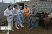 آزمایش بیش از ۲۱ هزار دام در قزوین برای مقابله با سل و بروسلوز