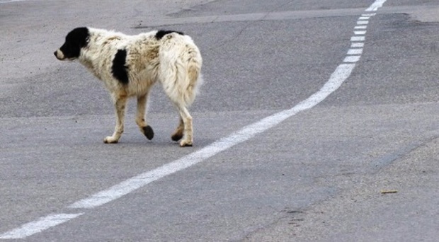 ضرورت کنترل سگ های ولگرد در آستارا