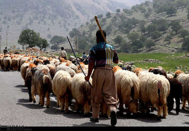 ‌بارندگی‌ها دام‌ عشایر خوزستان را سیراب‌ کرد