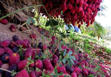 رطب‌هایی که فرش نخلستان شدند