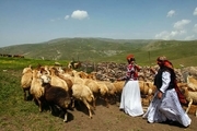 15 درصد جمعیت عشایری آذربایجان غربی در ارومیه ساکن هستند