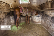 پرورش دهندگان اسب در یزد مراقب بیماری مشمشه باشند