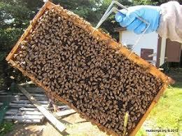 ایجاد بیش از 5هزارشغل در بخش تولید عسل در اردبیل