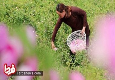 برداشت گل محمدی در چین!+ عکس 