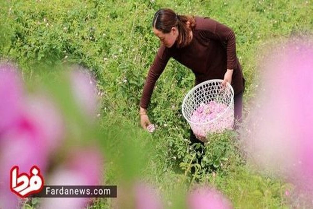 برداشت گل محمدی در چین!+ عکس 