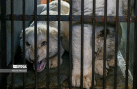 شیرهای سفید (10)