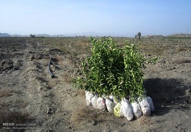 کاشت نهال به جای رفتن به زندان ۱۶۰۰۰ اصله نهال غرس می شود