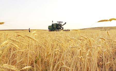 38 مرکز خرید گندم آماده تحویل محصول گندمکاران خراسان شمالی است