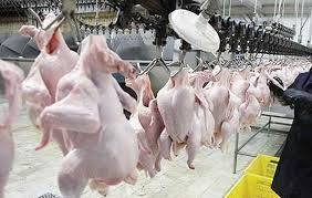 کشتار روزانه ۱۱۰ تن مرغ در اردبیل