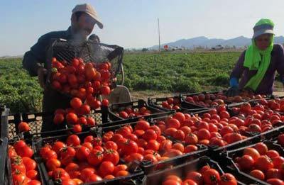 پیش بینی برداشت 53 هزار تن گوجه فرنگی در مانه و سملقان