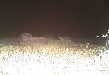 گربه وحشی مه ولات در تله دوربین افتاد