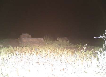 گربه وحشی مه ولات در تله دوربین افتاد