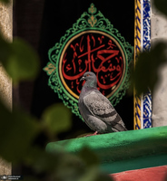 کربلا در آستانه محرم 1405