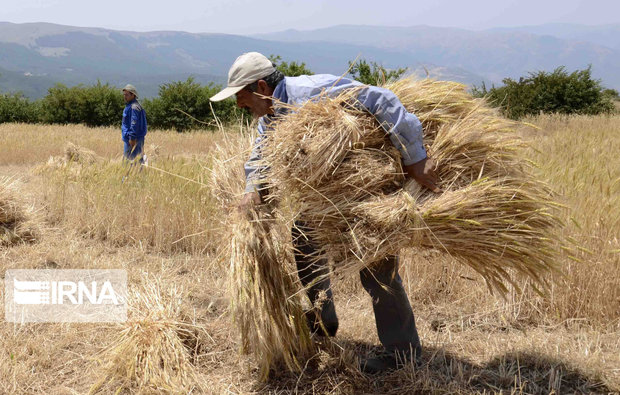 ۳۹۰ تن گندم به نرخ دولتی در دلیجان خریداری شد