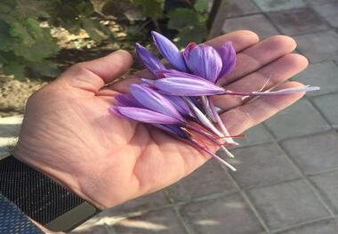 کشاورز زعفران کار اشنویه ای، الگویی برای اصلاح الگوی کشت در آذربایجان غربی