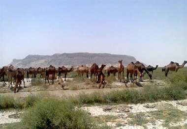 شیوع بیماری طاعون نشخوارکنندگان کوچک در پارک ملی سالوک