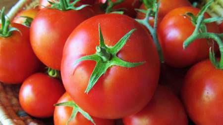 قیمت گوجه فرنگی در خراسان شمالی کاهش می یابد