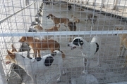 تیم‌های ویژه کنترل سگ‌های بلاصاحب در کرج فعال شد