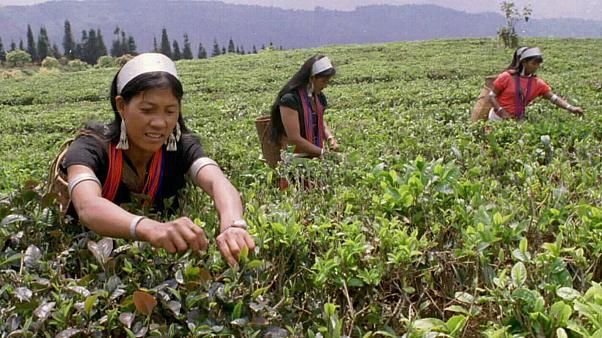 كرونا چه تأثيري بر بازار چاي گذاشته است؟