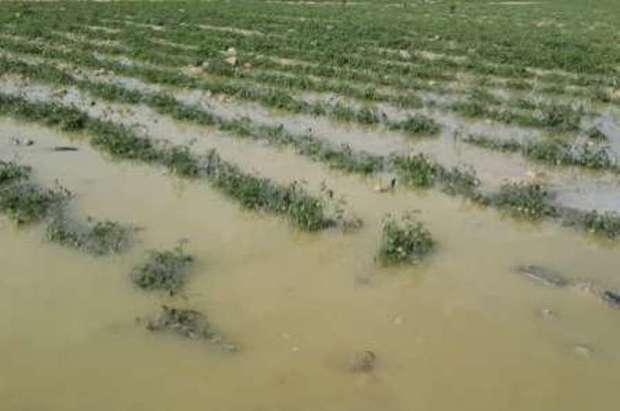 بارندگی بیش از 46 میلیارد ریال به کشاورزی اندیمشک خسارت زد