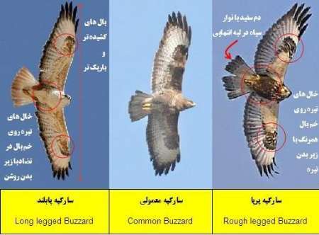 رها سازی سارگپه بهبود یافته در زیستگاه های طبیعی غرب گلستان