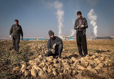 21 هزار تُن چغندرقند در شاهین دژ برداشت شد