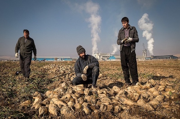 21 هزار تُن چغندرقند در شاهین دژ برداشت شد