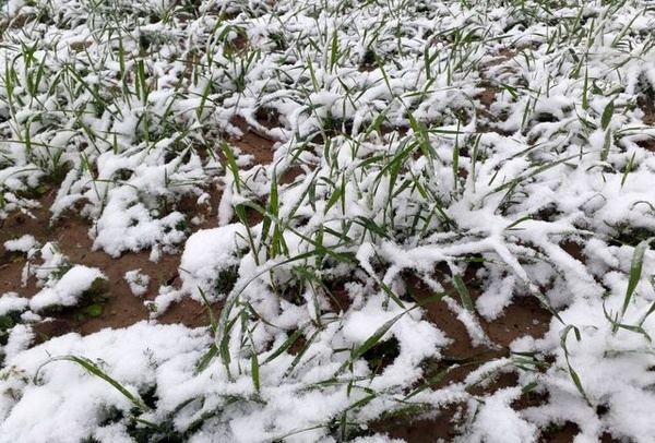 خسارت سرمازدگی به محصولات کشاورزی استان قزوین