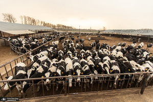 کارگران دامپروری؛ ستون‌های سلامت و آبادانی کشور