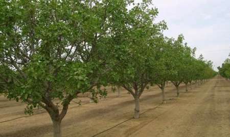 تجهیز 800 هکتار از باغات مراغه به آبیاری قطره ای در سالجاری