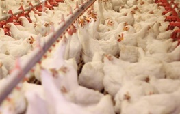 تولید ۱۷ هزار تن گوشت مرغ در اردبیل