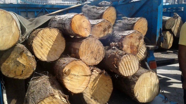 کشف 3 تن چوب قاچاق در شهرستان آمل