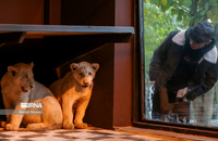 شیرهای سفید (6)