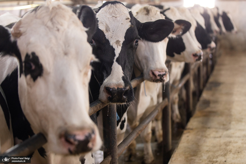 کارگران دامپروری؛ ستون‌های سلامت و آبادانی کشور