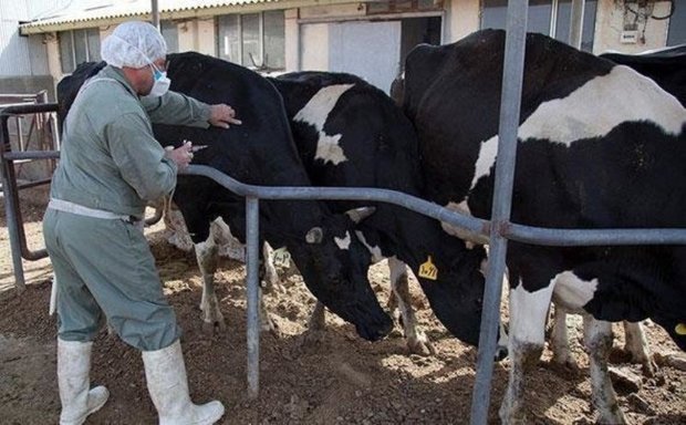 بیماری سل گاوی در خراسان جنوبی تحت کنترل است
