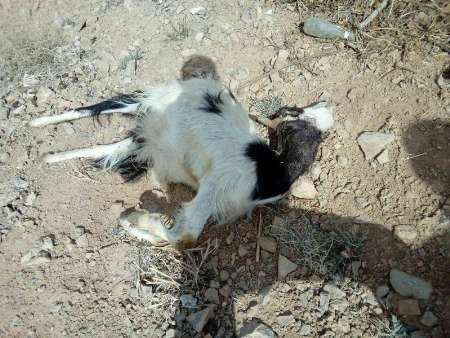 حمله گربه وحشی در فخر آباد مهریز هفت گوسفند را تلف کرد
