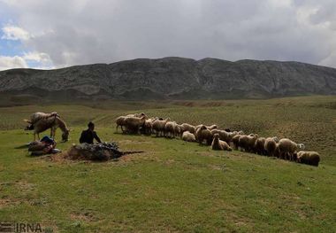 شیوع کرونا و فقر مراتع مانع کوچ عشایر در ابرکوه شد