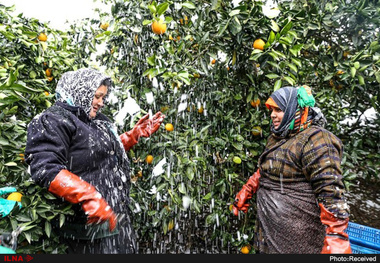 بازار پرتقال در دست مافیای دلالان کشاورزان شمالی از ترس گندیدن میوه‌هایشان، مفت‌فروشی می‌کنند