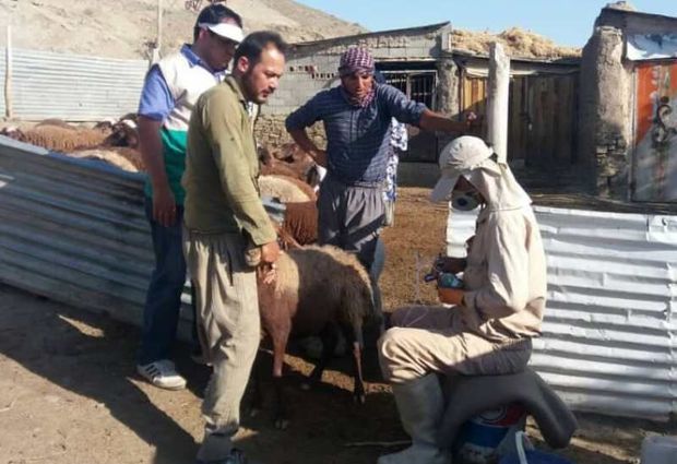 بسیجیان جهادگر ۱۴ هزار راس دام روستایی را در برابر بیماریها ایمن‌سازی کردند