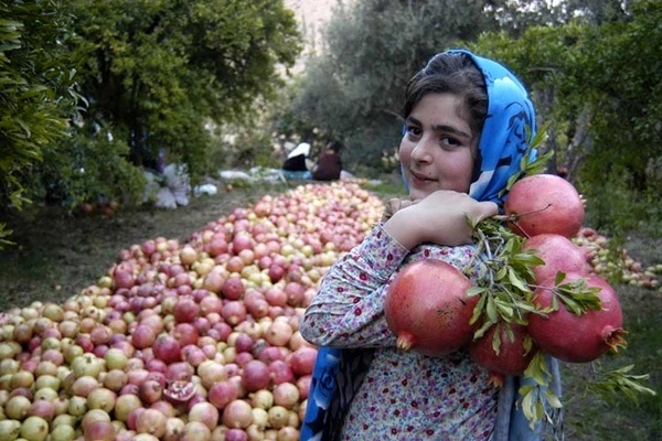 دلیل عدم برگزاری جشنواره انار  بدنام کردن آن بود    فرصتی که سوخت