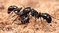 با این ترفندها شر مورچهها را از خانه خود کم کنید