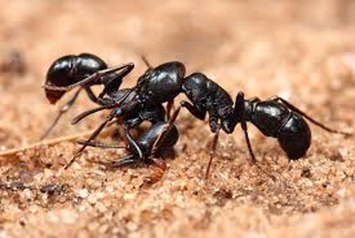 
چگونه از شر مورچه‌ها خلاص شویم؟
