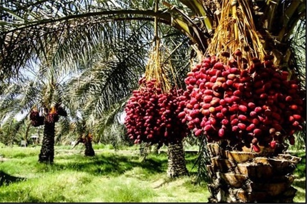 شیراز میزبان نخستین نمایشگاه بین‌المللی خرما در هفته آینده