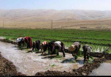 برنج ‌کاران کرمانشاه بر سر دو راهی