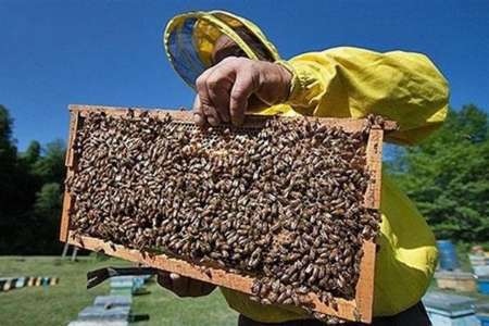 تولید افزون بر دو میلیون کیلوگرم عسل در تالش