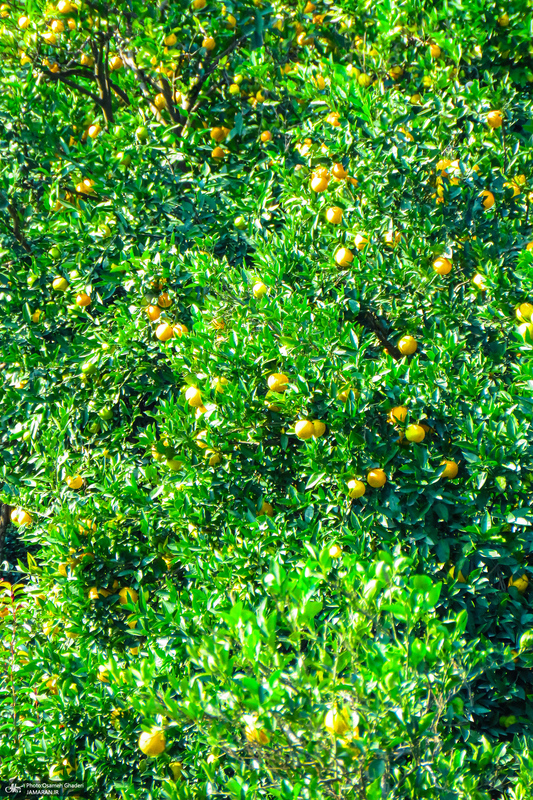 طبیعت روستای بزکویه