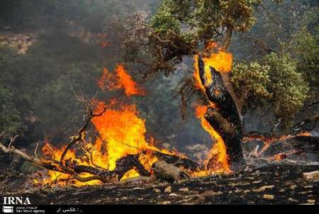 جنگل های دشت لاله اندیمشک شعله ور شد