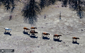 منتخب تصاویر امروز جهان - 24 و 25 اسفند 1403