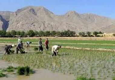 تیرخلاص کشت دوم برنج درمازندران به کالبد طبیعت